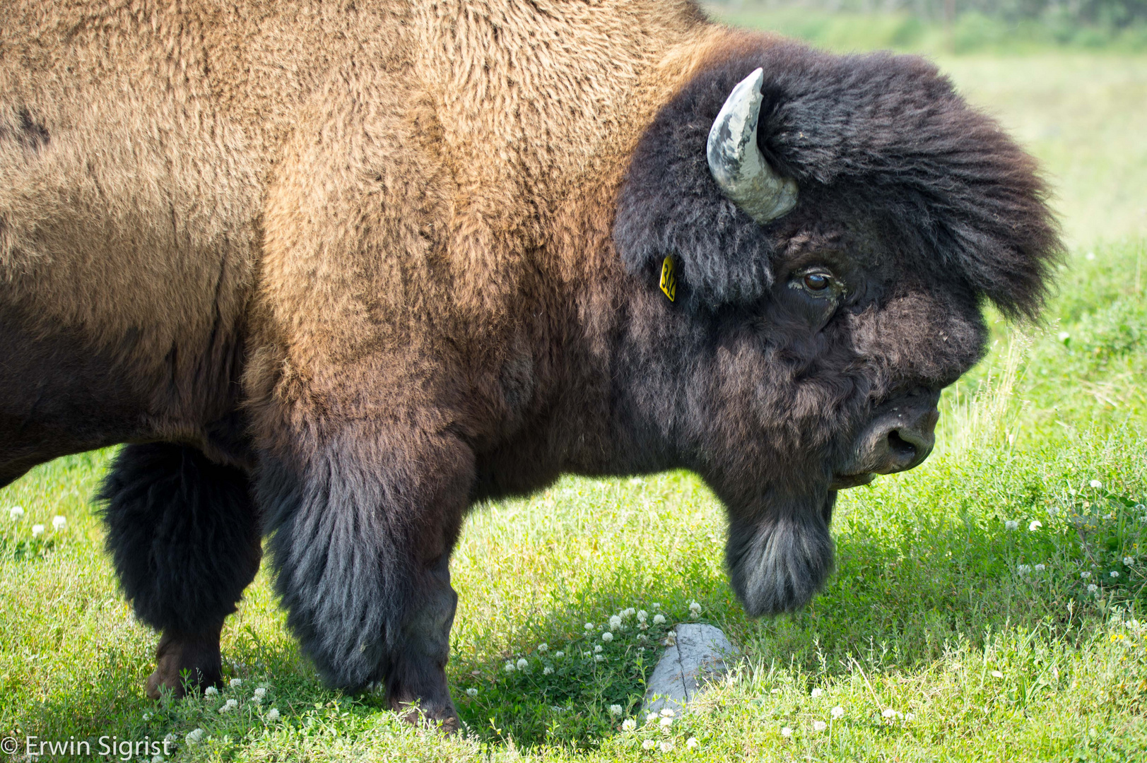 Bison in Alaska