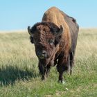 Bison in den Badlands