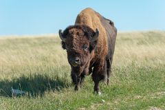 Bison in den Badlands