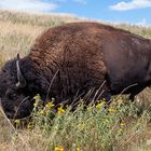 Bison in den Black Hills