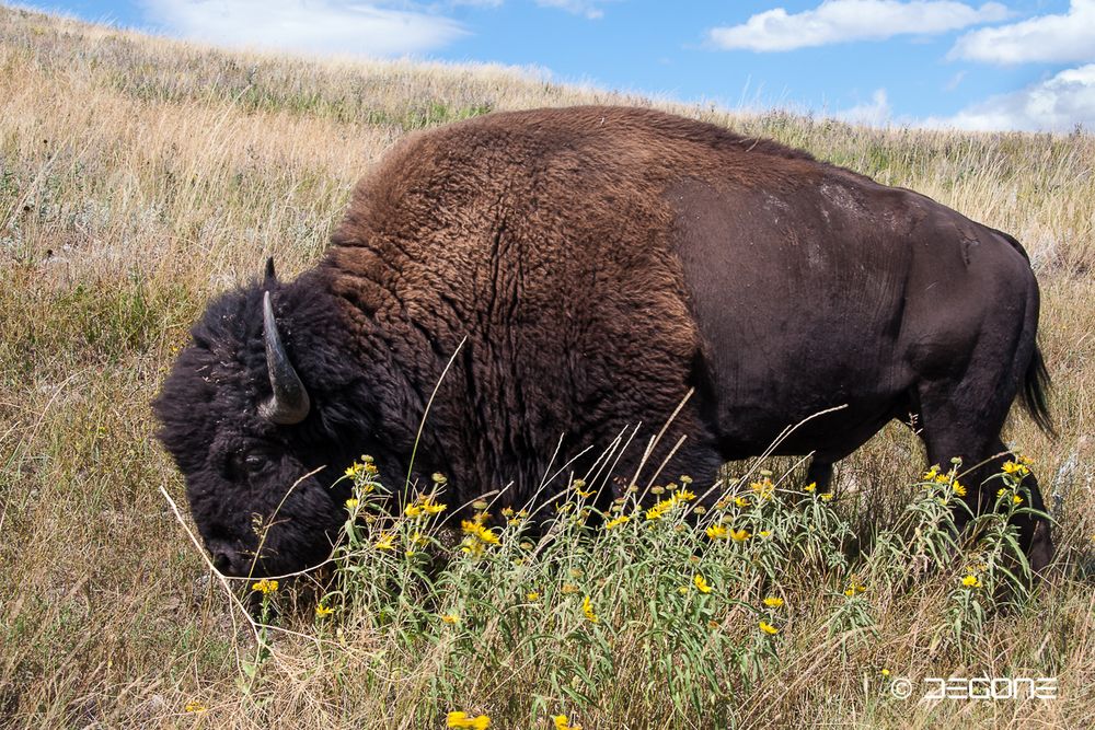 Bison in den Black Hills