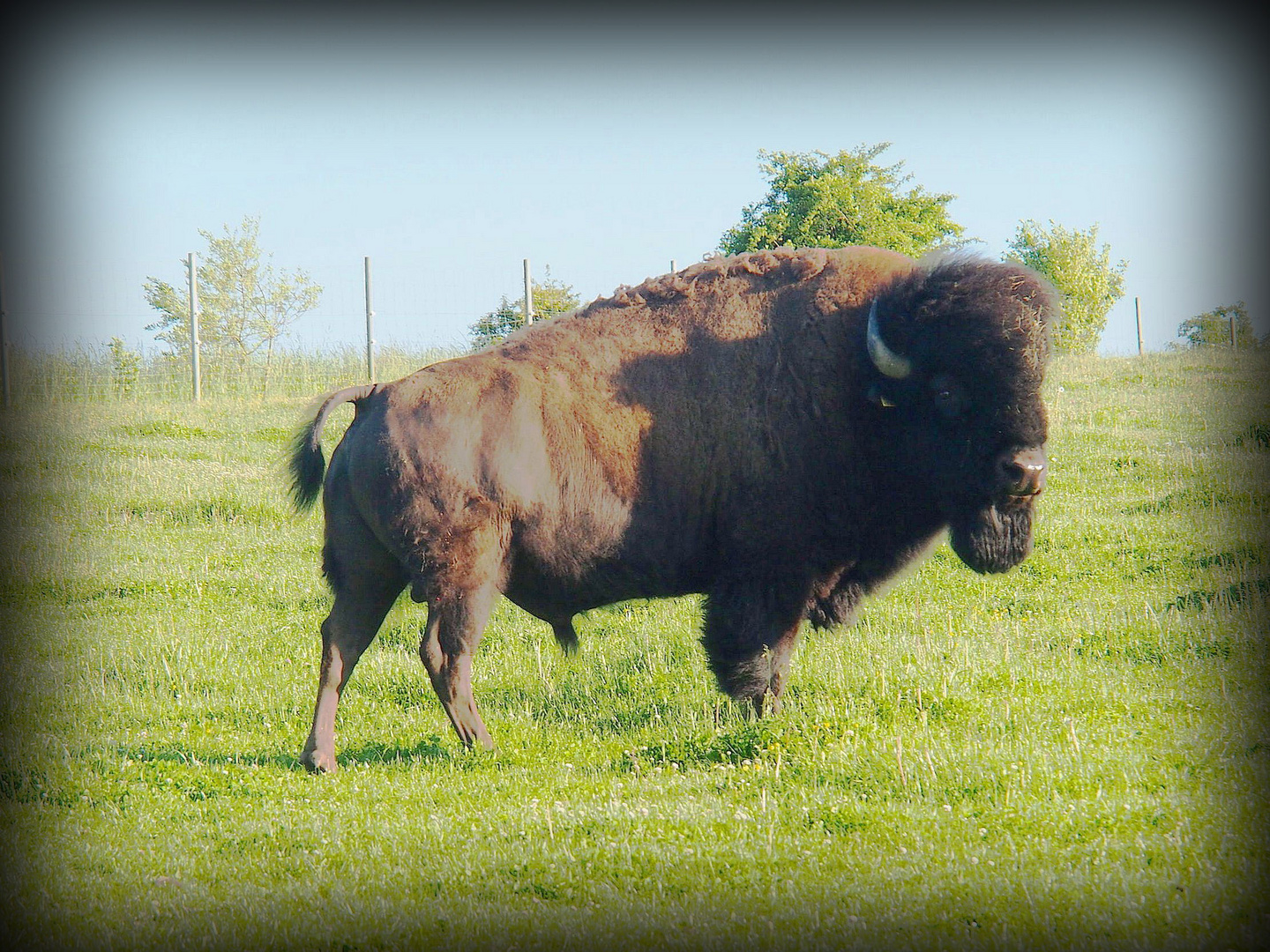 Bison in Sichersreuth