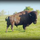 Bison in Sichersreuth