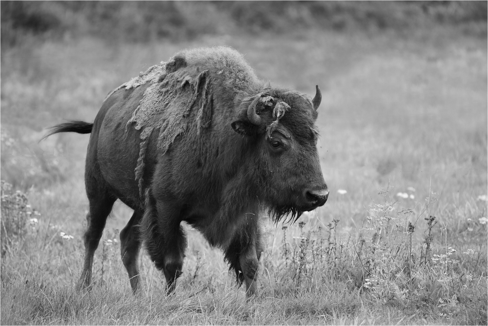 Bison in S/W