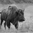 Bison in S/W