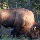 Bison in the Yellowstone National Park