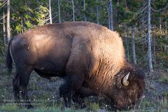 Bison in the Yellowstone National Park