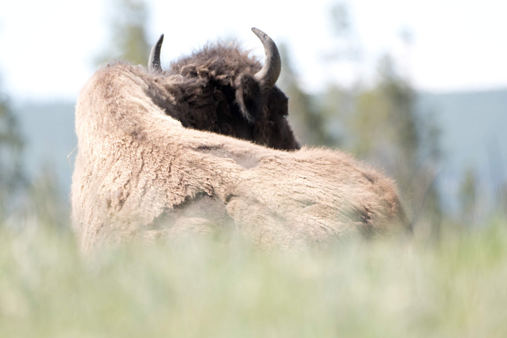 Bison in Yellowstone