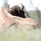 Bison in Yellowstone