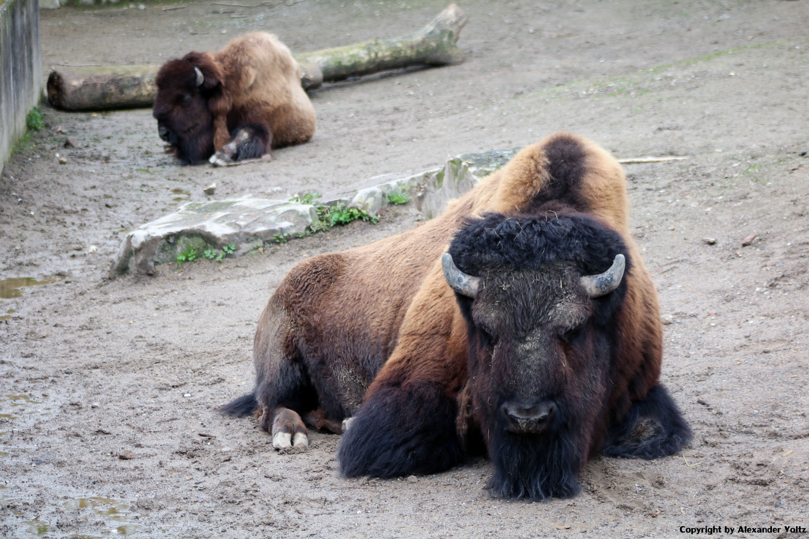 BIson (Kölner Zoo)