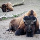 BIson (Kölner Zoo)