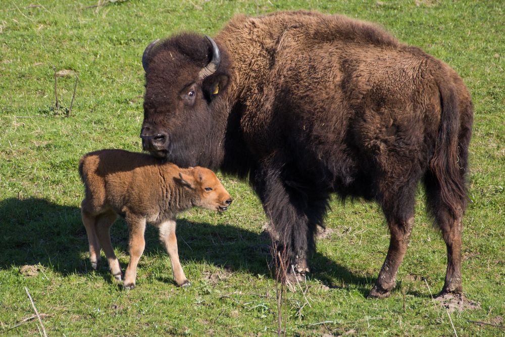 Bison mit Jungtier