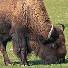 Bison mit Vogel