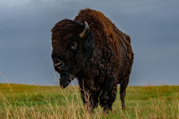 Bison nach regen