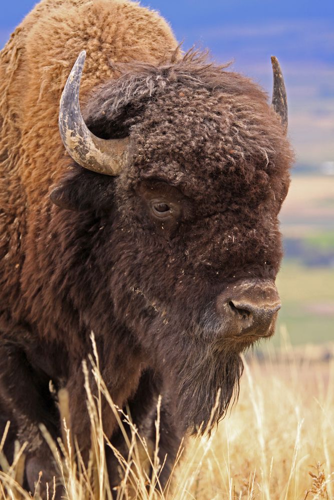 Bison National Bison Range, Montana Foto & Bild tiere, wildlife
