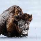 Bison pflügt durch den Tiefschnee