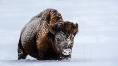 Bison pflügt durch den Tiefschnee