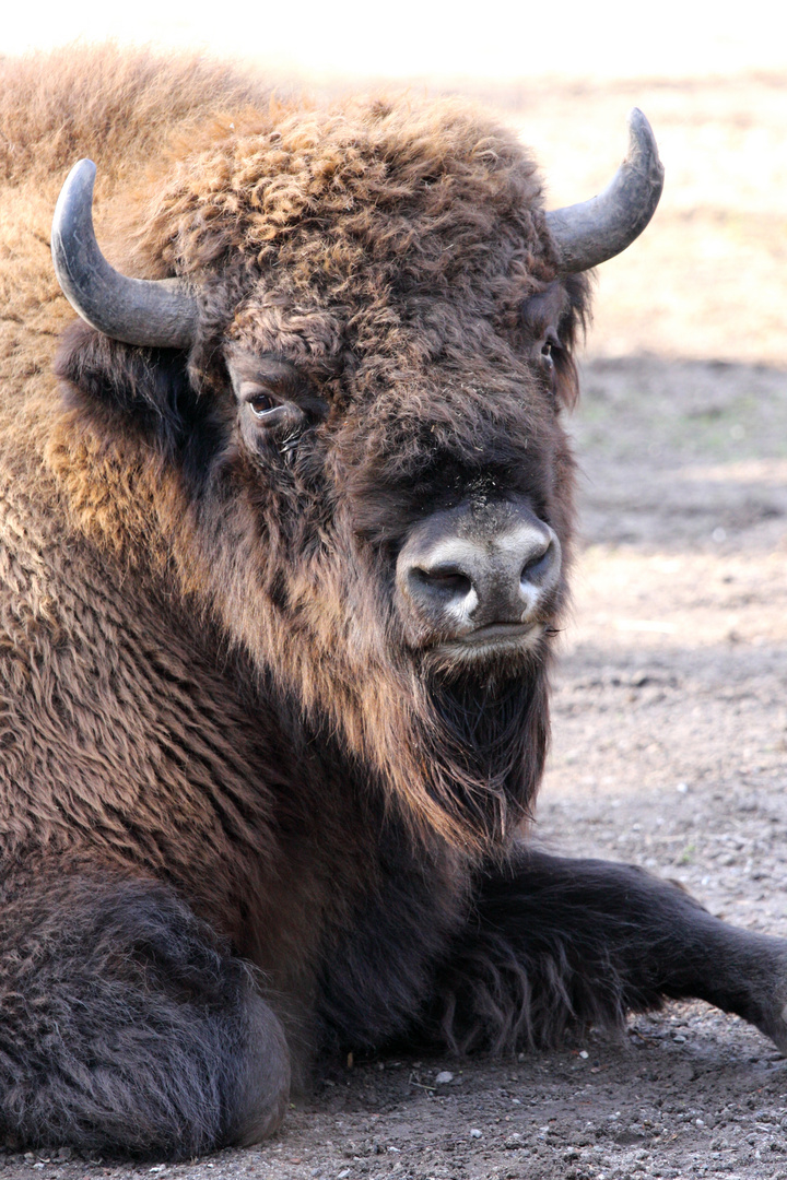 Bison Portrait