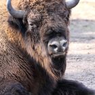 Bison Portrait