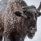 Bison Pres d'Orvin