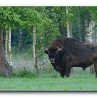 Bison sauvage en forêt de Bialowieza (Pologne limite Biélorussie)