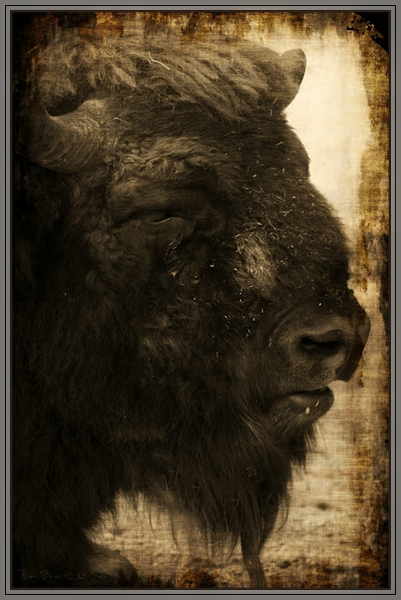 Bison (serie)