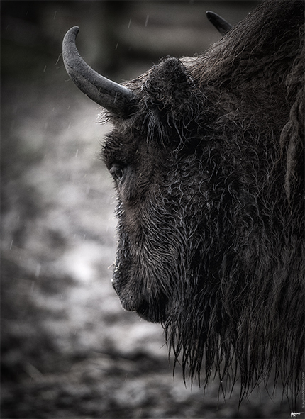 Bison songeur..