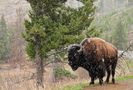 Bison sous la neige Yellowstone de LEBLOND Jean-Marc 
