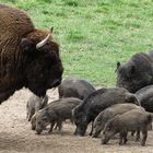 Bison vs. Schweinebande