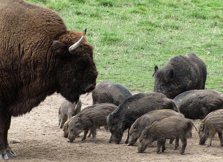 Bison vs. Schweinebande