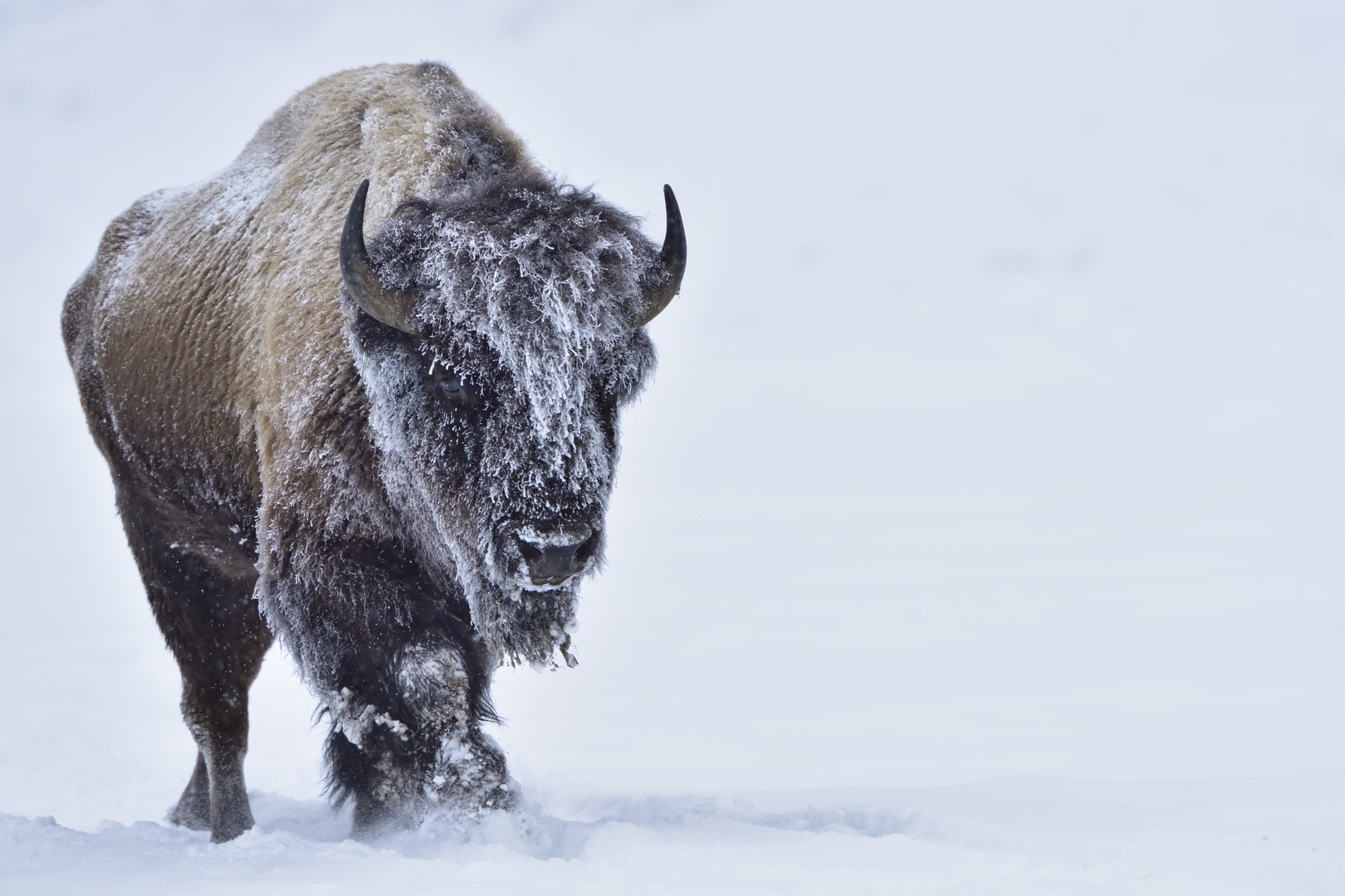 Bison walking in fresh snow