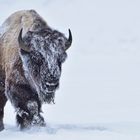 Bison walking in fresh snow