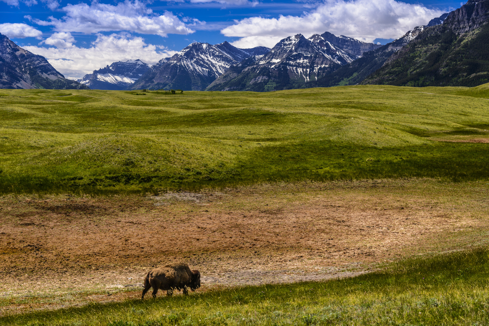 Bison, Waterton Lakes National Park, Kanada