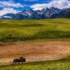 Bison, Waterton Lakes National Park, Kanada