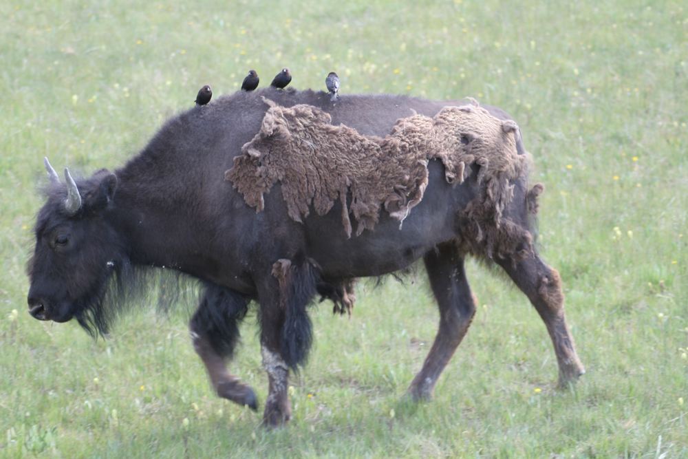 Bison with Birds