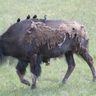 Bison with Birds