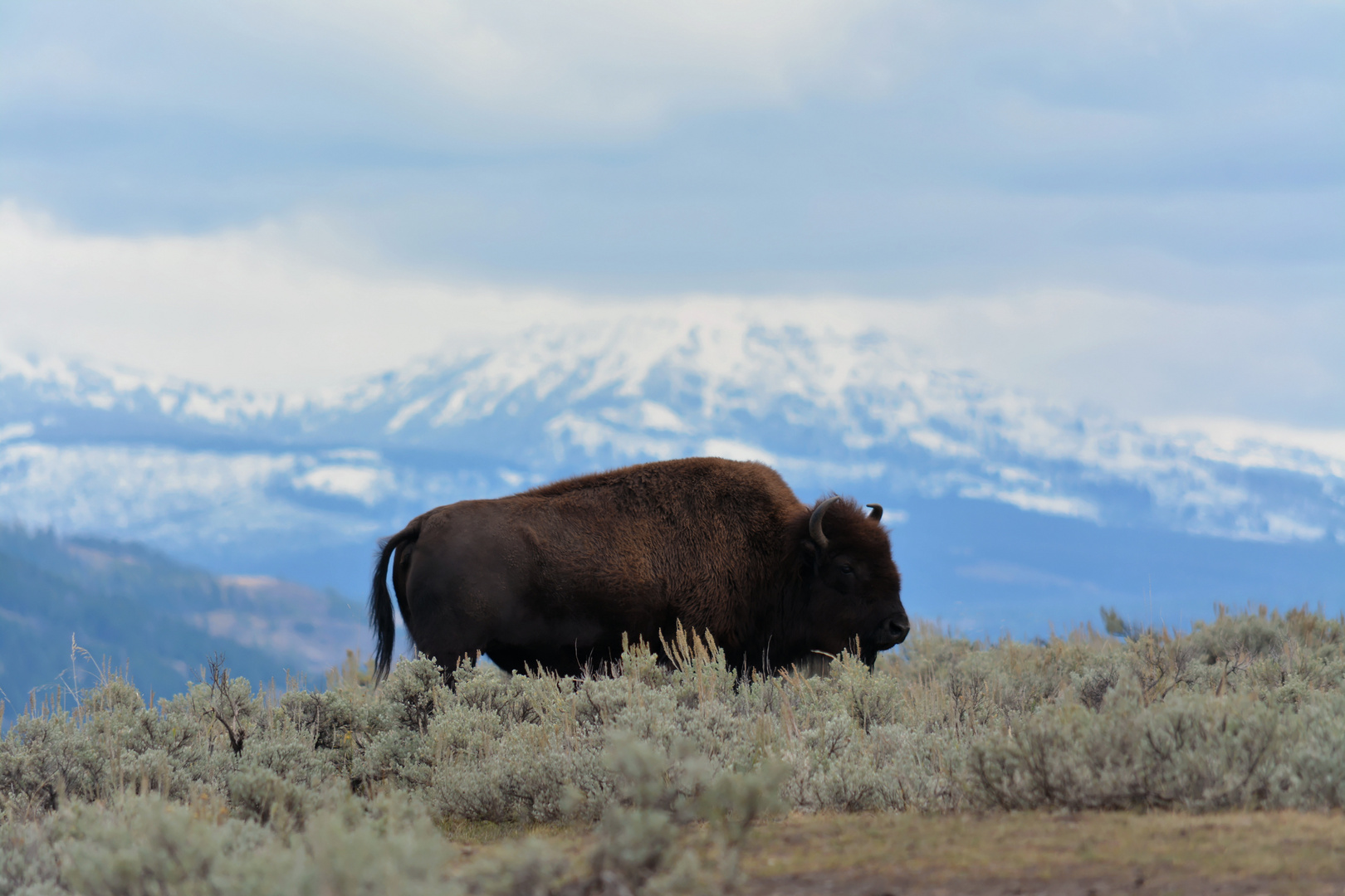 Bison yellowstone