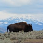 Bison yellowstone