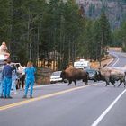 Bison Yellowstone