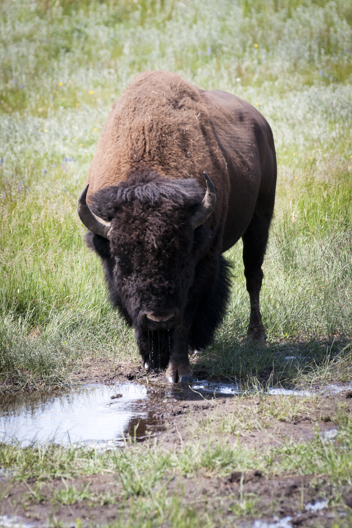 Bison Yellowstone