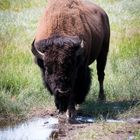 Bison Yellowstone