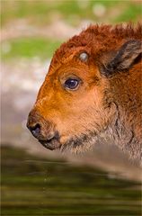 < Bison.Baby >