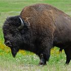 Bisonbulle