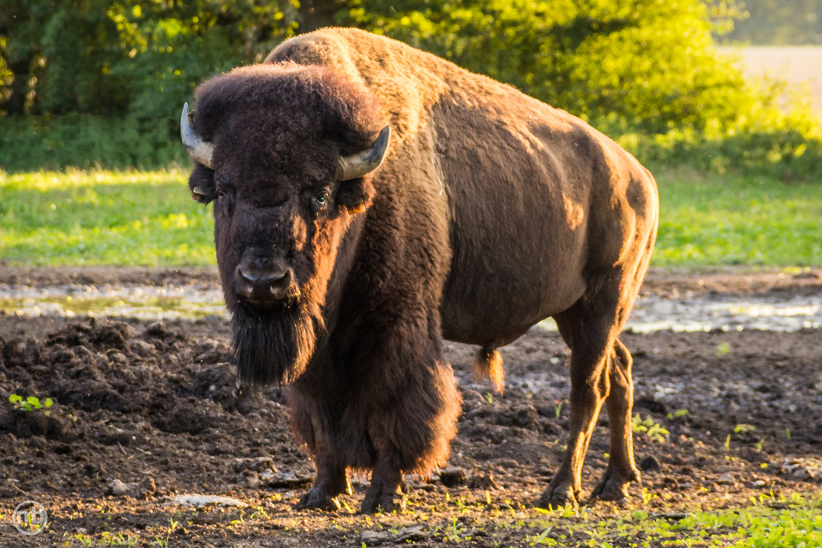 Bisonbulle