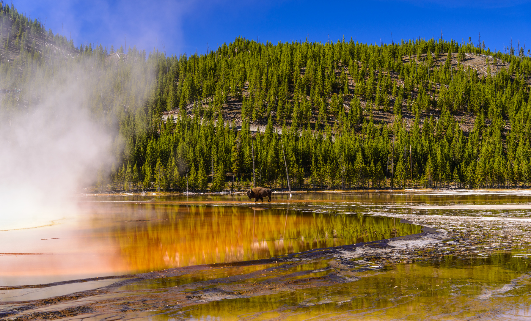 Bisonbulle am Grand Prismatic Spring, Yellowstone NP, Wyoming, USA