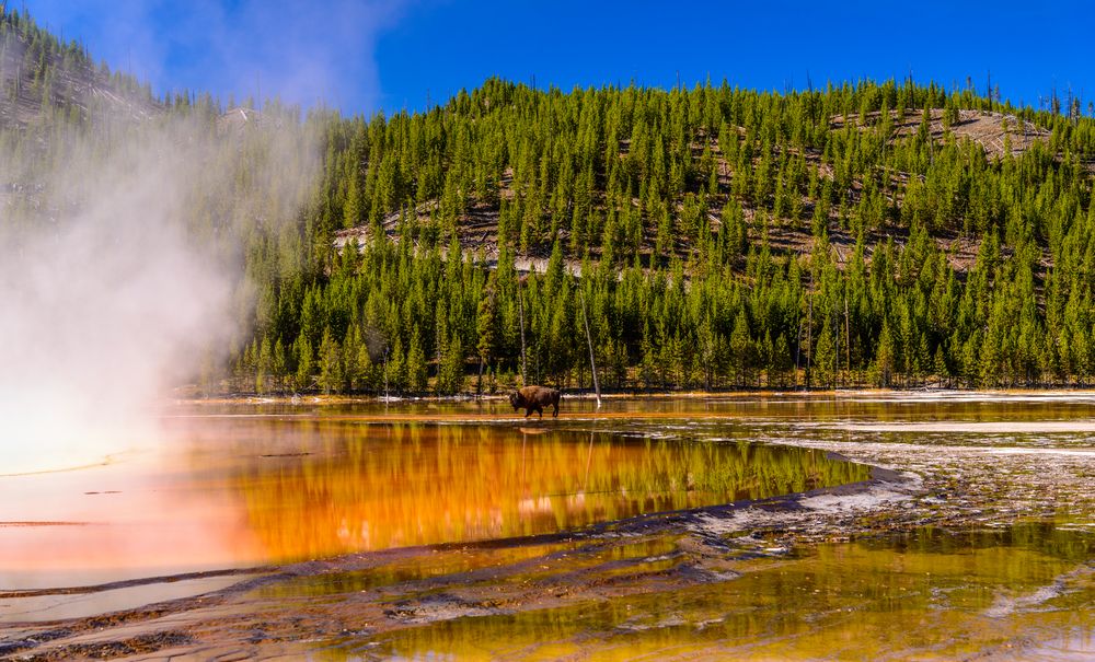 Bisonbulle am Grand Prismatic Spring, Yellowstone NP, Wyoming, USA