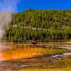 Bisonbulle am Grand Prismatic Spring, Yellowstone NP, Wyoming, USA