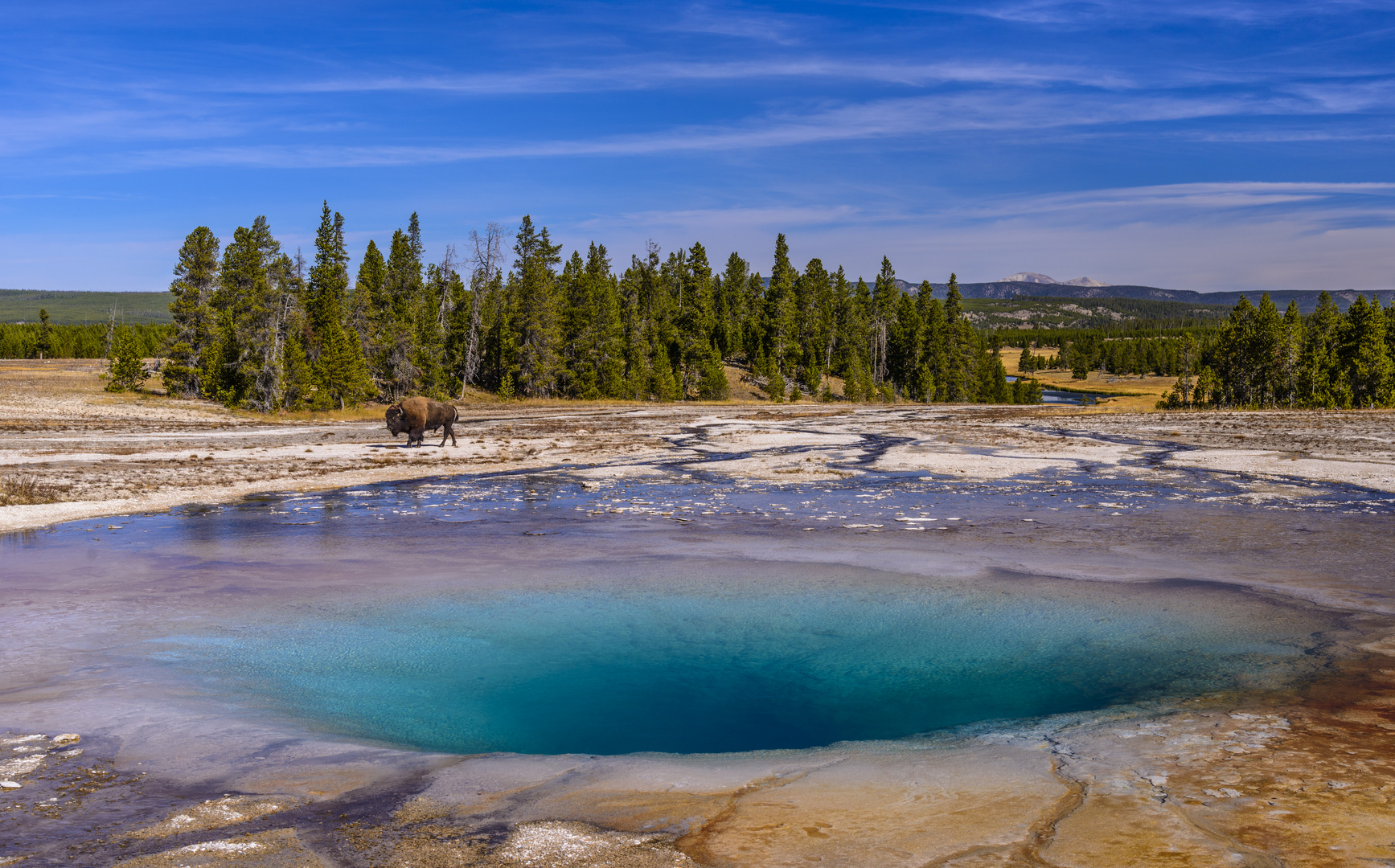 Bisonbulle am Opal Pool, Yellowstone NP, Wyoming, USA