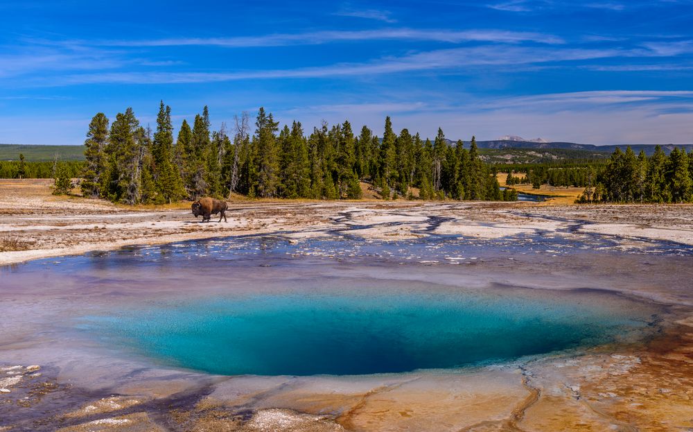 Bisonbulle am Opal Pool, Yellowstone NP, Wyoming, USA