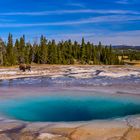 Bisonbulle am Opal Pool, Yellowstone NP, Wyoming, USA